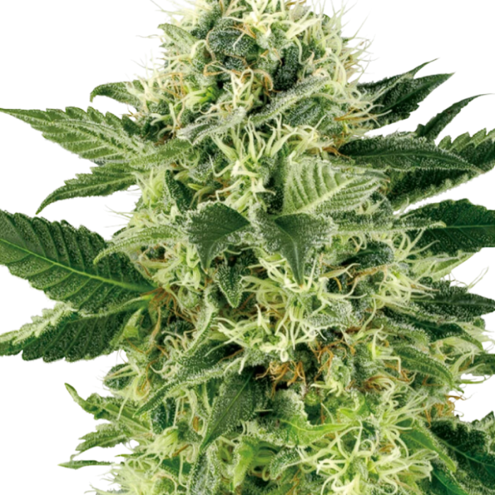 CBG Seeds | FenoPure | Feminized