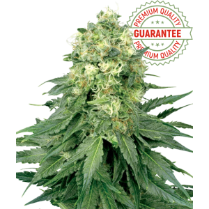 CBD Seeds | Jack Herer | Feminized