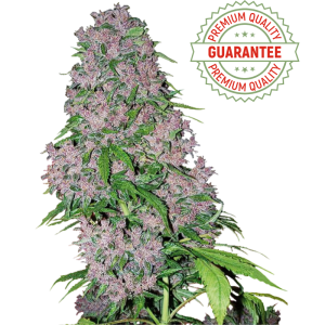 CBD-Samen | Selbstblühend | Purple Auto