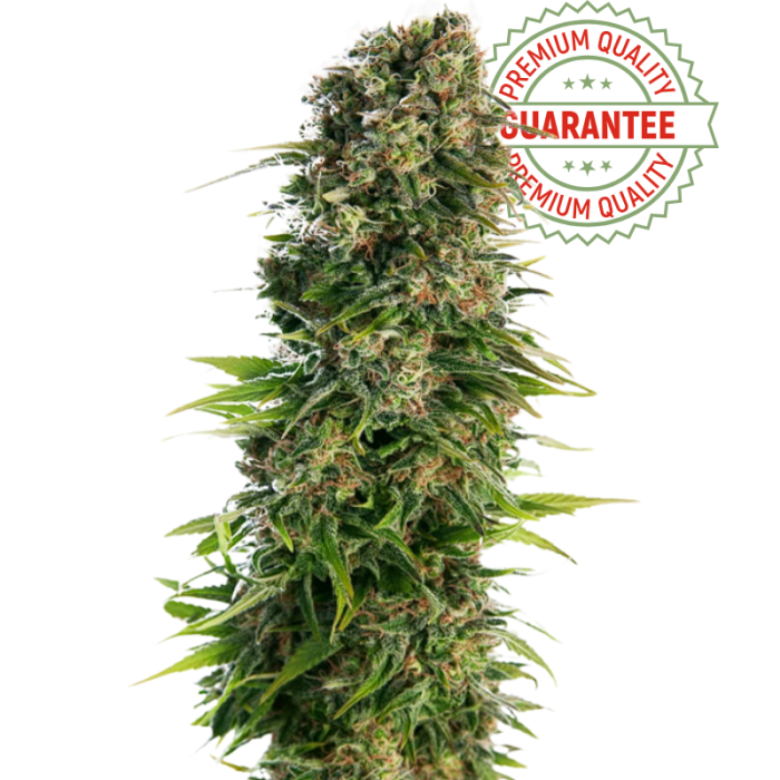 CBD Seed | Autoflowering | Diesel Auto