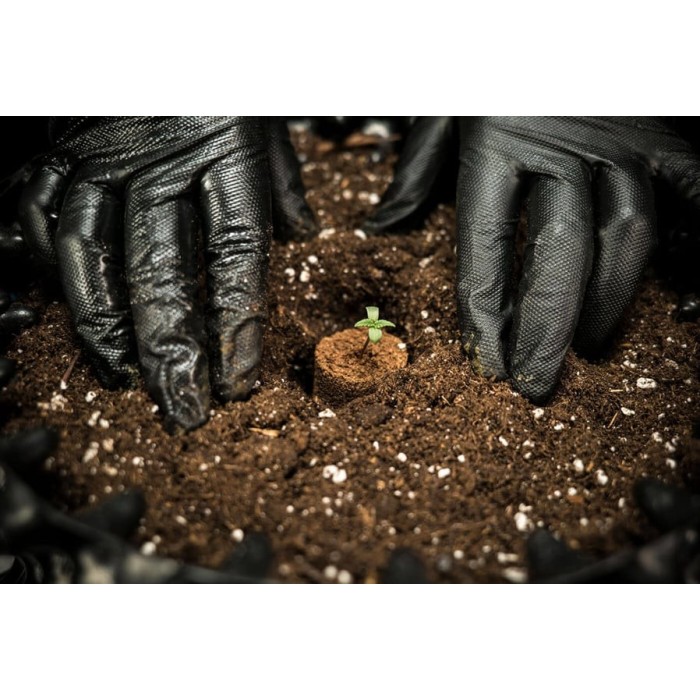 Plug di germinazione per semi di cannabis - Alta qualità