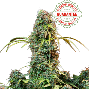Lollipopz CBDV Autoflowering – CBD-Samen