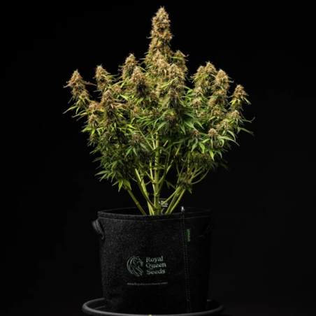 Pots Géotextile 11L - Solide et durable