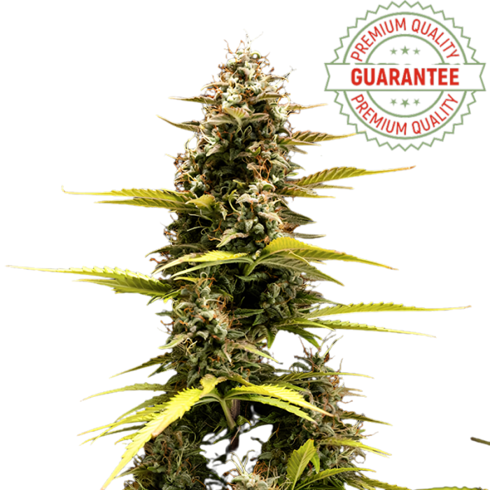 Graines CBD autofloraison Astra F1 - hybride vigoureux & rapide