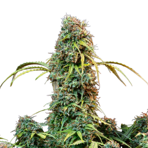Graines de CBD autofloraison Lollipopz - Relaxation sans THC