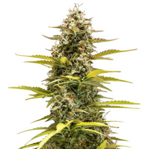 CBD Autoflower Seeds - Astra F1: Fast, Vigorous, Uniform