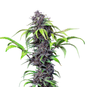 Graines Purple Auto: Relaxation nature, couleurs vibrantes.