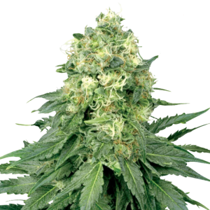 Feminisierte CBD-Samen - Jack Herer für entspannende Effekte