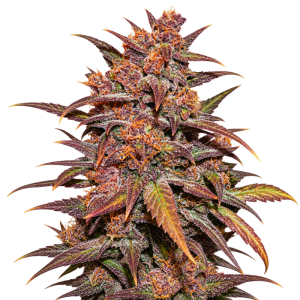 Autoflowering CBD Strawberry Kush Seeds - 5 Pack