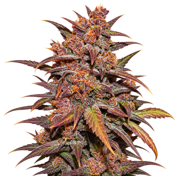 Strawberry Kush - Semi di cannabis CBD 100% legale per piantare