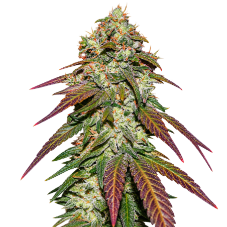 Semi di CBD Femminizzati Mazar