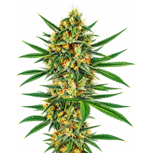 Graines CBD Sativa Acapulco Gold, floraison rapide, effet dynamisant