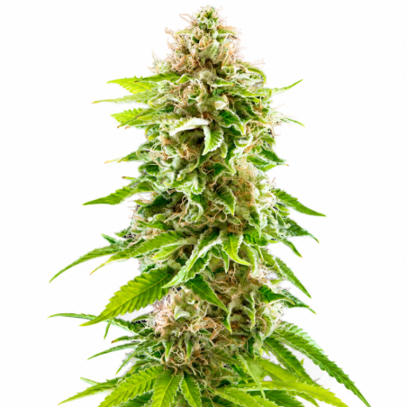Feminisierte Blueberry Muffin CBD-Samen