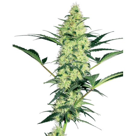 Semi di cannabis cbd 100% legale per piantare - vedova bianca