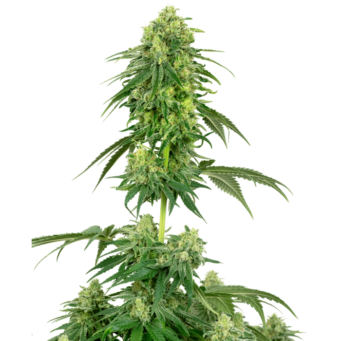 Autoflowering CBD-Samen zum Pflanzen (x5) - Strawberry Kush
