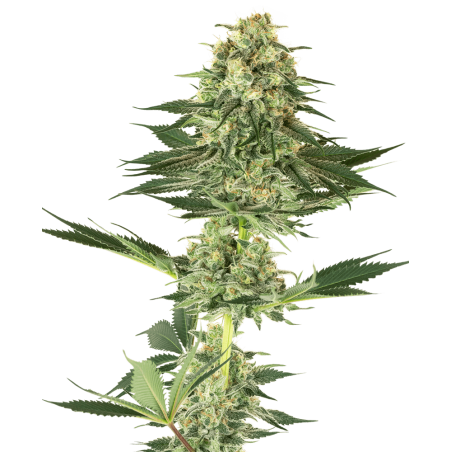 Caramelle CBD Trova CannabisSemi di semi CBD 100% legale per piantare