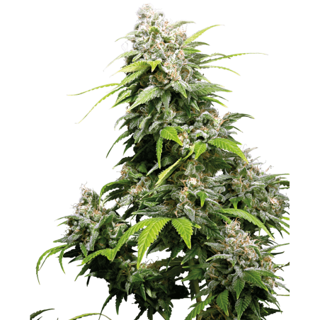 Juanita Lagrimosa - Cannabis seeds CBD 100% legal to plant