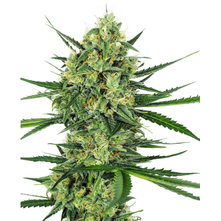 Acapulco Gold - Cannabis Seeds CBD 100% legale per piantare