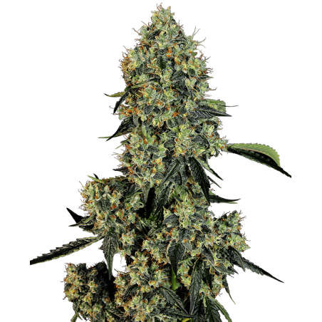 Graines de cannabis CBD | Féminisées | Lasalade CBD